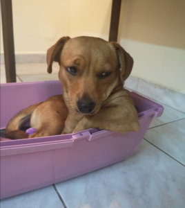 Bodza