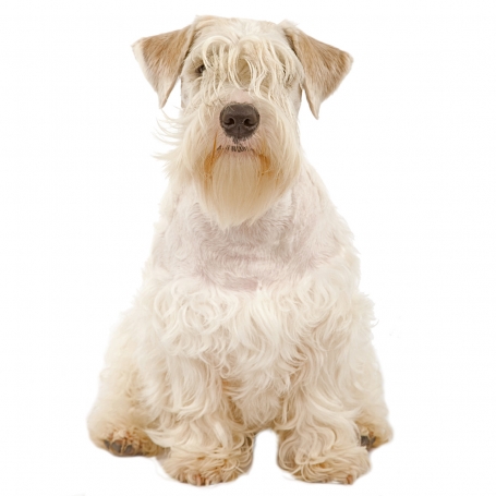 Sealyham terrier