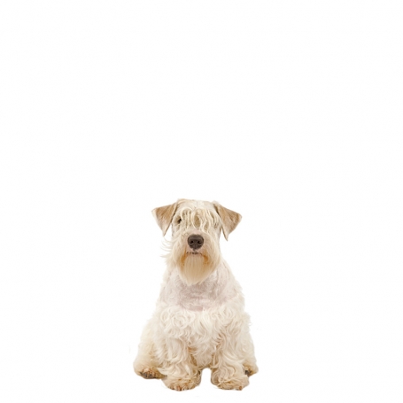Sealyham terrier