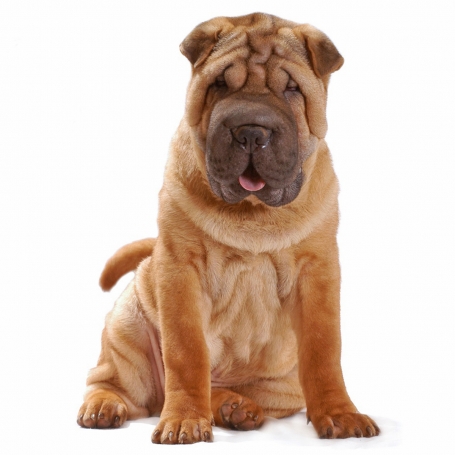 Shar Pei
