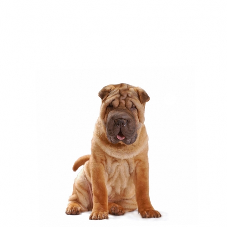 Shar Pei