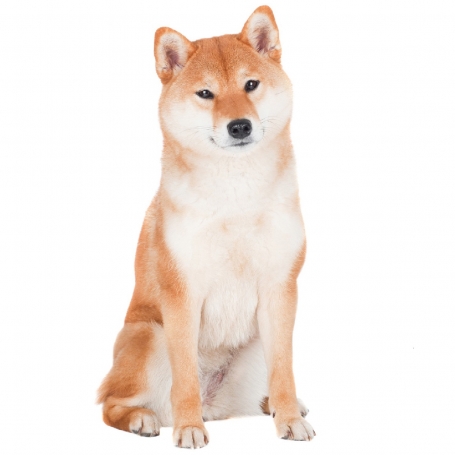 Shiba Inu