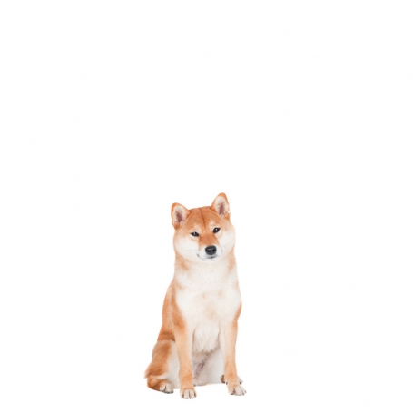 Shiba Inu