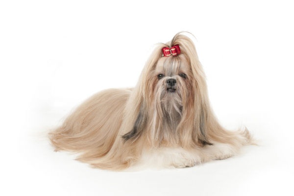 Shih Tzu 2