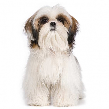 Shih-tzu