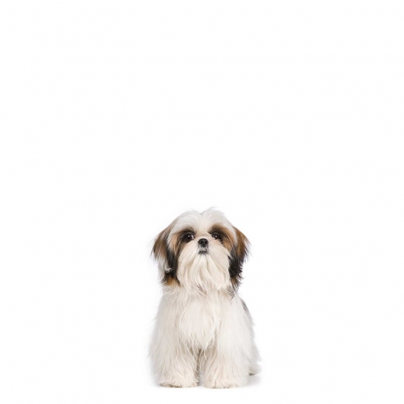 Shih-tzu