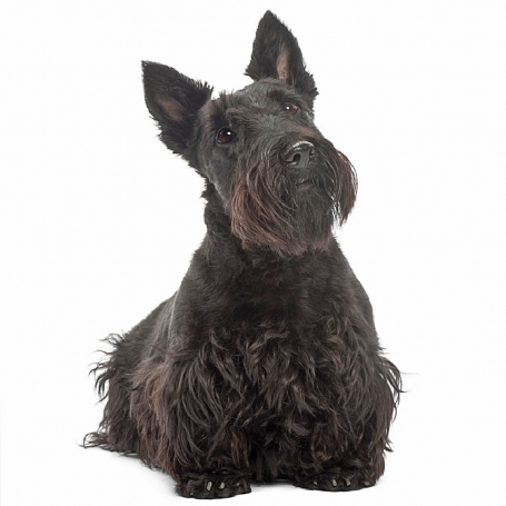 Skót terrier