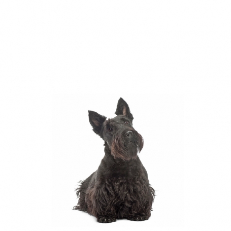Skót terrier