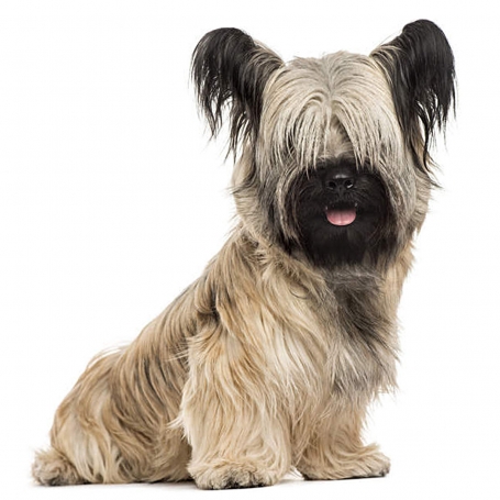 Skye terrier