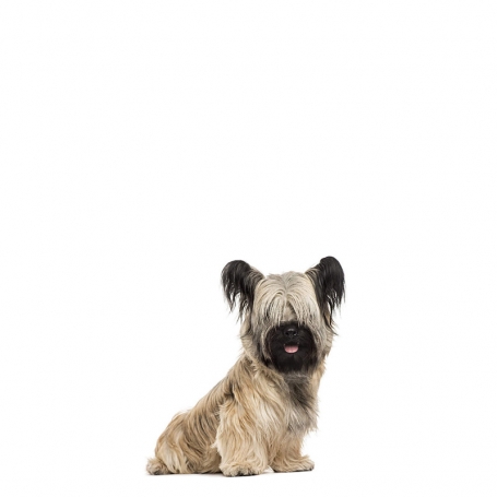 Skye terrier