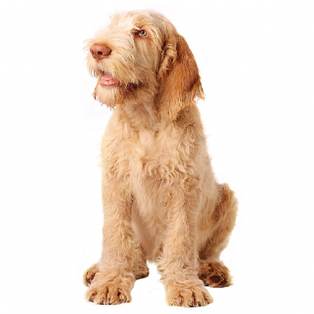 Spinone