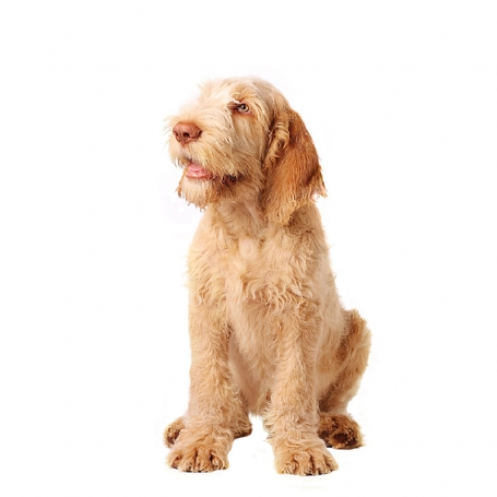 Spinone