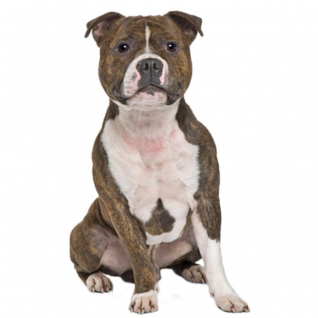 Staffordshire Bull terrier