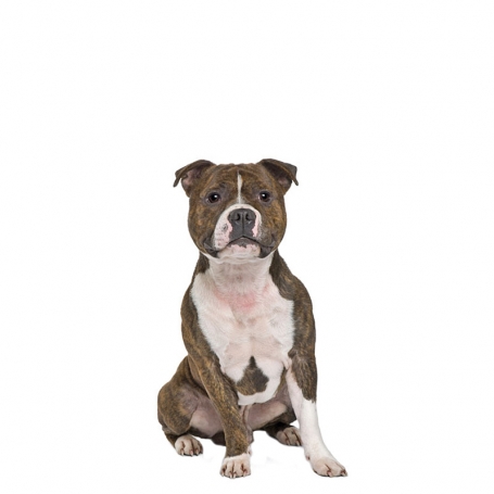 Staffordshire Bull terrier