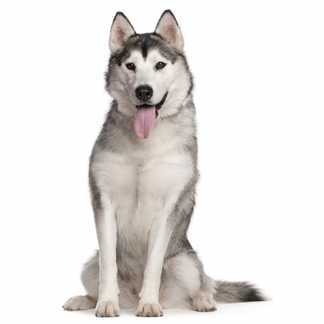 Szibériai husky