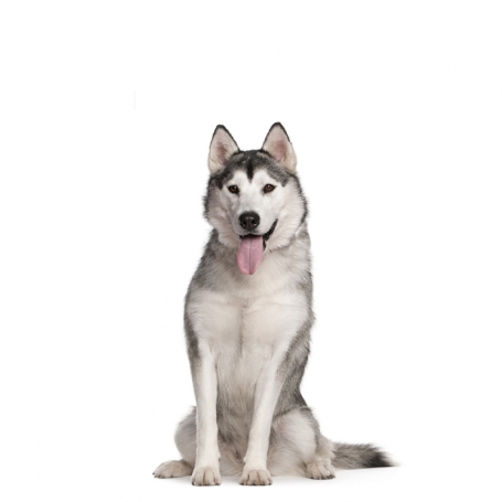 Szibériai husky