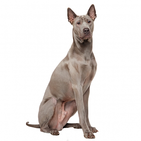 Thai ridgeback