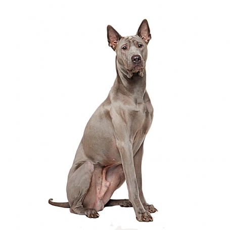 Thai ridgeback