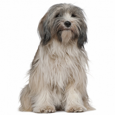 Tibeti terrier