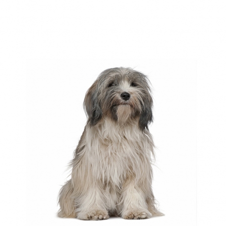 Tibeti terrier