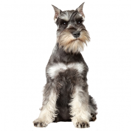 Törpe schnauzer