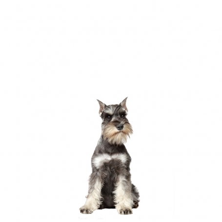 Törpe schnauzer