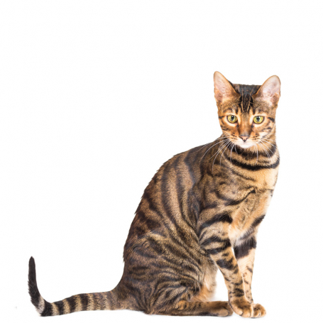 Toyger