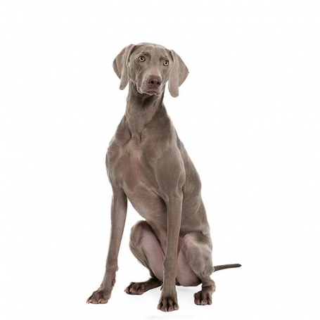 Weimari vizsla