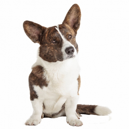 Welsh Corgi Cardigan