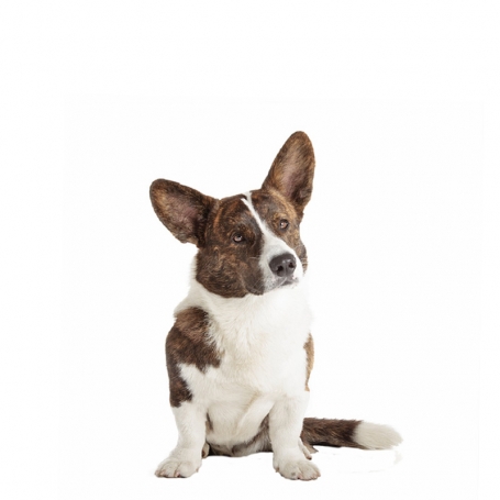 Welsh Corgi Cardigan