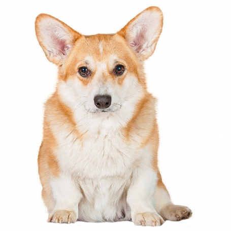 Welsh corgi pembroke