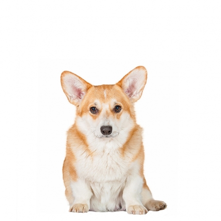 Welsh corgi pembroke