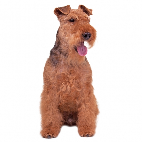 Welsh terrier