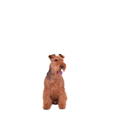 Welsh terrier