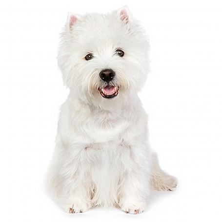 West Highland White Terrier