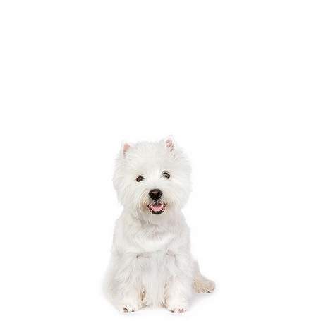 West Highland White Terrier