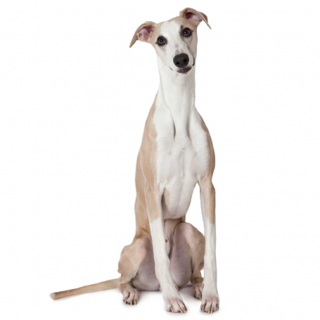 Whippet