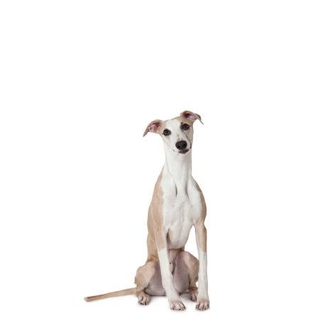 Whippet