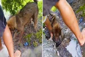 A bátor kutya a vízbe ugrik, hogy megmentse a kölykét