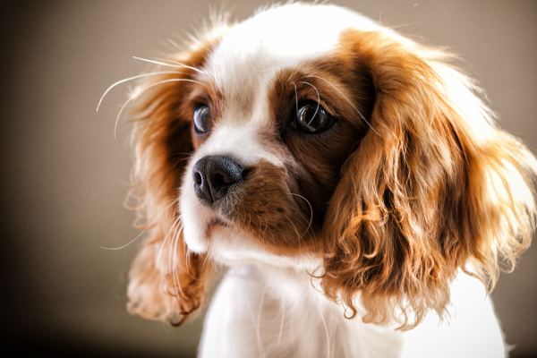 cavalier king charles