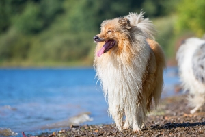 A collie ápolása