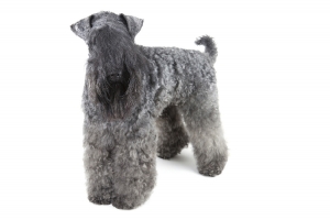 A kerry blue terrier kozmetikája