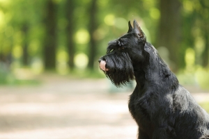 A schnauzerek ápolása