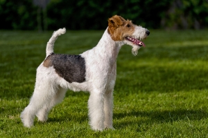 A drótszőrű foxterrier kozmetikája