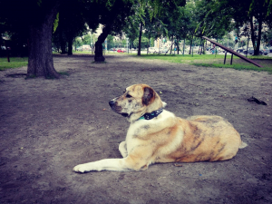 Liza