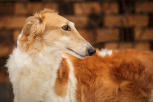 Őfelsége a borzoi  