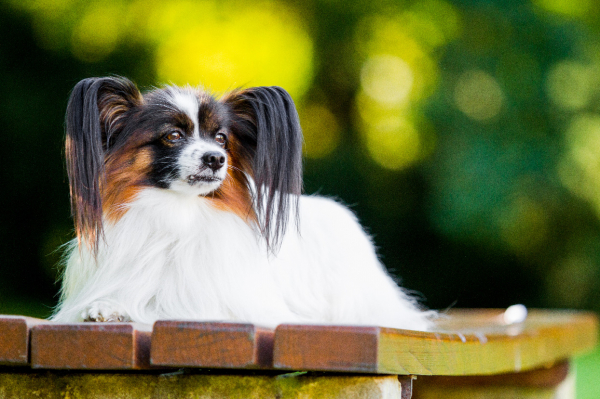 papillon 11