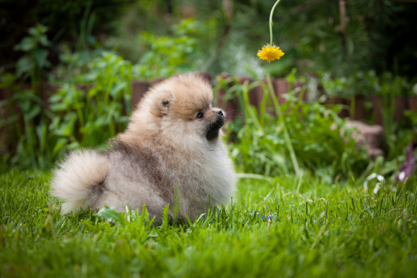 pomerániai 4