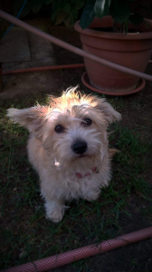 Rozi