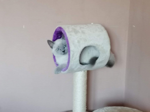 Cila